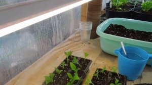 Гелиотроп .Черенкую. Мои секретики выращивания из семян