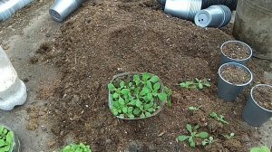 Пикировка петунии, лобелии.