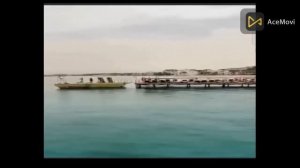 ? لحظات مرعبة! سمكة قرش عملاقة تسبح تحت قارب أحد السياح في مصر?!