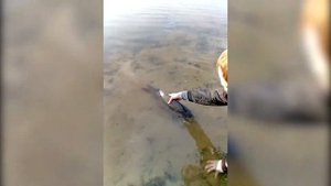 Зарыбление 05.2021