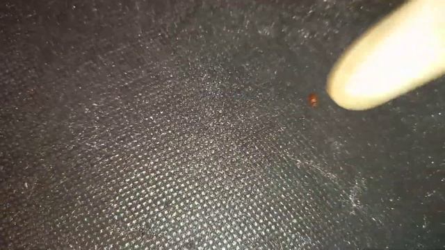 ужас клопы заполонили квартиру,насекомые тагил смотреть онлайн