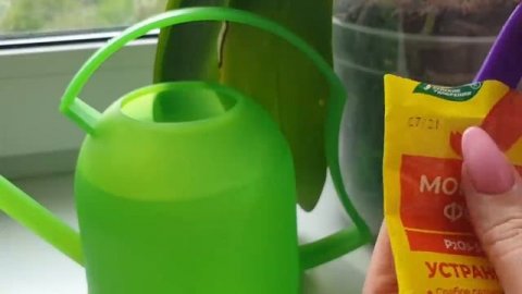 Орхидея ЗАЦВЕТЕТ после такого ПОЛИВА орхидеи // ОБИЛЬНОЕ ЦВЕТЕНИЕ орхидей