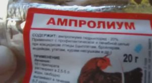 Лук и ампролиум в профилактике и лечения кокцидиоза у цыплят.Стоит ли лечить кур?