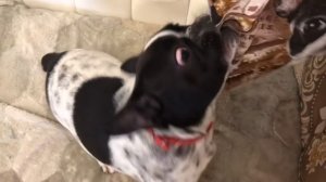 Французский бульдог Марсик счастлив