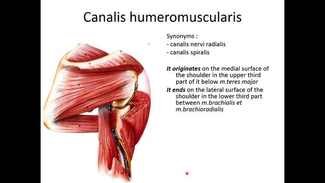Topography of upper extremity смотреть онлайн