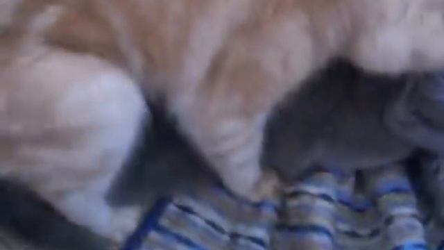 как развязать кошку(вязка шотландских кошек)