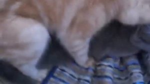 как развязать кошку(вязка шотландских кошек)