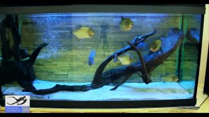 Что Будет Если к Пираньям Кинуть Карася. Piranhas Kill and Tat Carp