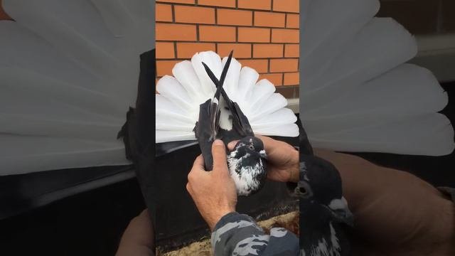 Друзья Голубеводы, всех с наступающим 2023 годом!!!