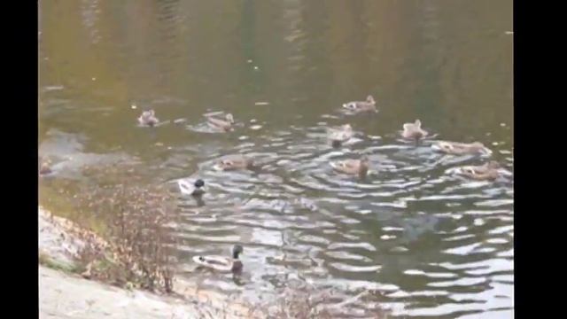Субботним утром на Лесном пруду: дикие утки, голуби и люди. Соната Гайдна №17, 2 Casio. STABILIZIDE смотреть онлайн