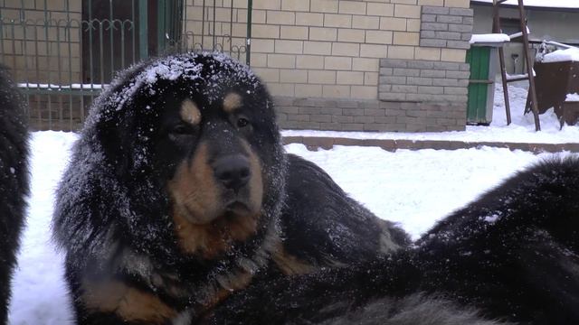 Какой он, тибетский мастиф? @avestaviva3314 @wolf1960land смотреть онлайн