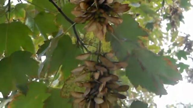 футаж =клен= смотреть онлайн