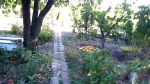 ПЕРСИКИ из косточек, как посадить чтобы ПРОРОСЛИ