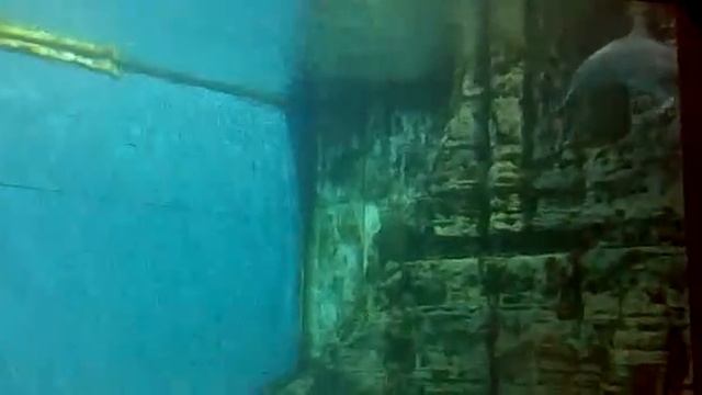 Дельфин-извращенец в океанариуме Генуи. СМОТРЕТЬ ДО КОНЦА! смотреть онлайн