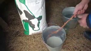 Биолактис 16 Стандарт, выдача из ведра