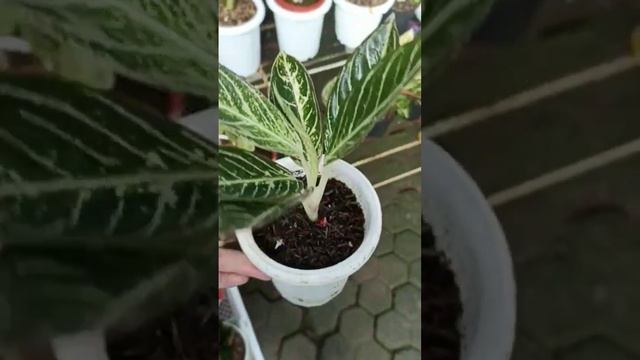 Aglaonema Pride of Sumatra varian putih, Greg's Hybrid