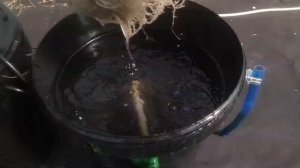 Базилик на гидропонике Корневая система AquaPot Klik 2 +удобрения