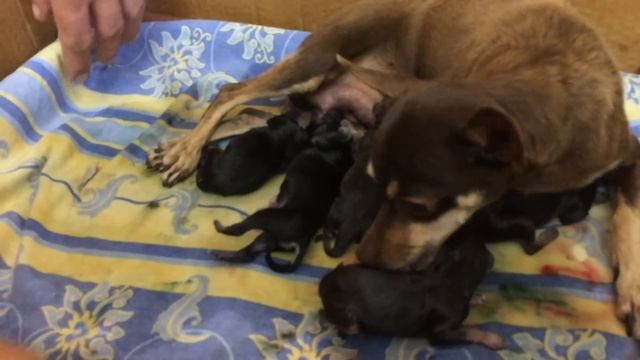 Роды той терьера смотреть онлайн