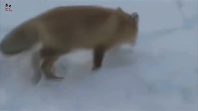 Новая подборка приколов на рыбалке 2017