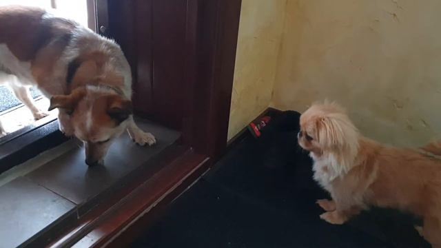 Пекинес Джесси и Хозяин двора знакомятся. смотреть онлайн