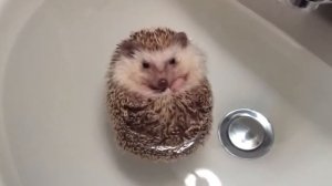 hedgehog Ёж