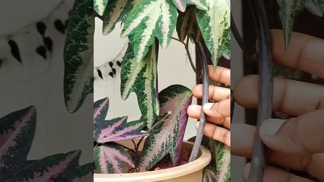 Duck feet purple plant caring | Malayalam | By Family N Frame 🪟 смотреть онлайн