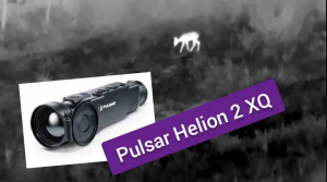 Рысь, Кабан и Косуля на Тепловизор Pulsar Helion (Пульсар Хелион) 2 XQ