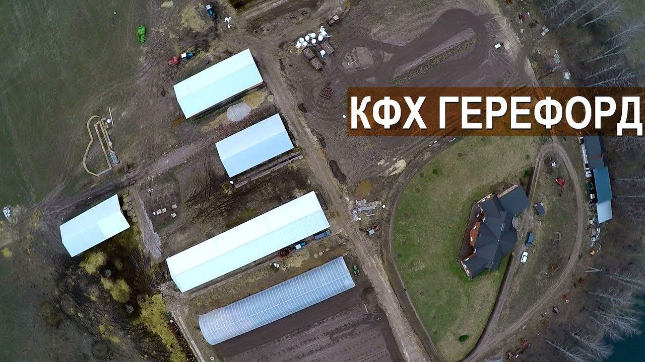 Разведение мясного и молочного скота на семейной ферме КФХ Герефорд. Рассказ о хозяйстве