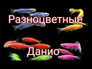 Разноцветные Данио . Уход , размножение, кормление.