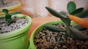 Денежное дерево. Обрезка осенью.