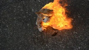 ШОК! СЖЁГ СВОЕГО КОТА! СМОТРЕТЬ ДО КОНЦА!