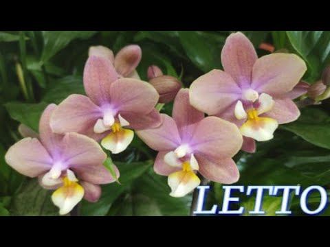 №733/ КРАСИВАЯ поставка ОРХИДЕЙ в с/ц LETTO.