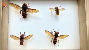 ШЕРШНИ-УБИЙЦЫ В США / АЗИАТСКИЕ ГИГАНТСКИЕ ШЕРШНИ / Койот Питерсон на русском