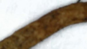 Трипс на антуриуме