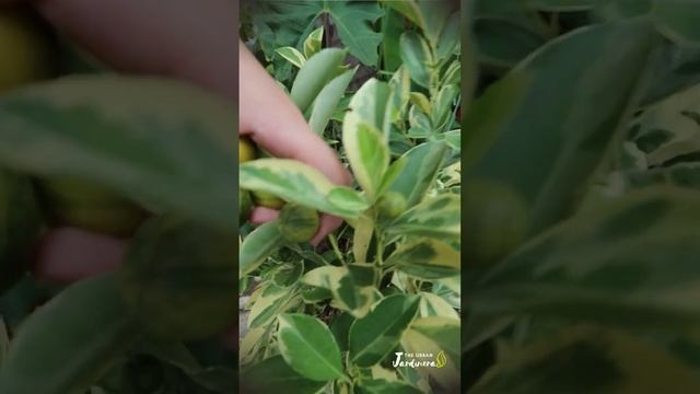 Humble Harvest: Variegated Calamansi / Calamondin Lime