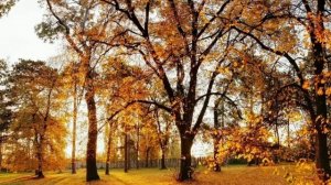 Красивая мелодия Андрея Обидина "В нашем парке осень".Стихи Т.Лавровой.