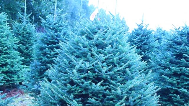 11 267 Пихта Фразера срезанная 1.75 – 2.00 м. смотреть онлайн