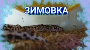 ЗИМОВКА ЭУБЛЕФАРОВ / ЧТО НУЖНО ЗНАТЬ ПРИ ЗИМОВАНИИ ЭУШКИ / БАЗОВАЯ ИНФОРМАЦИЯ
