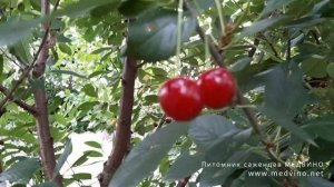 Вишня Гриот белорусский обзор сорта