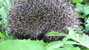 А Вы слышали как храпит Ёжик!?