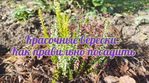 Верески! Как правильно посадить?!