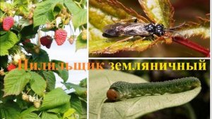 Вредители клубники?