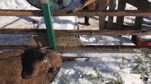 Мои камерунские козы.