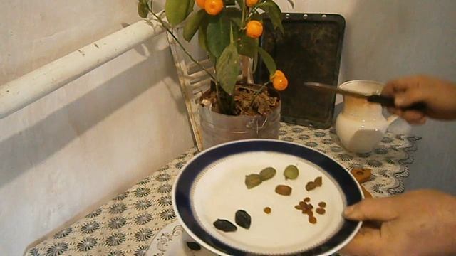 Из актинидии сушённой можно получить ну просто огромный изюм смотреть онлайн