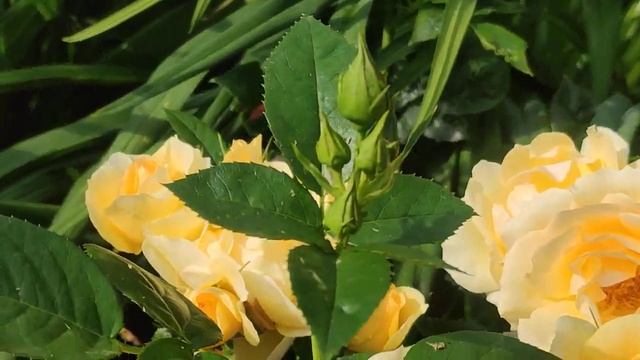 Роза Ханзештадт Росток????
Rosa Hansestadt Rostock смотреть онлайн