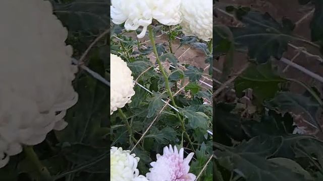 Белые одноголовые хризантемы смотреть онлайн