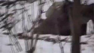 Суета вокруг колец 1