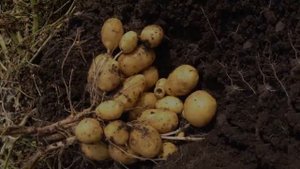 Картошка Королева Анна Купить