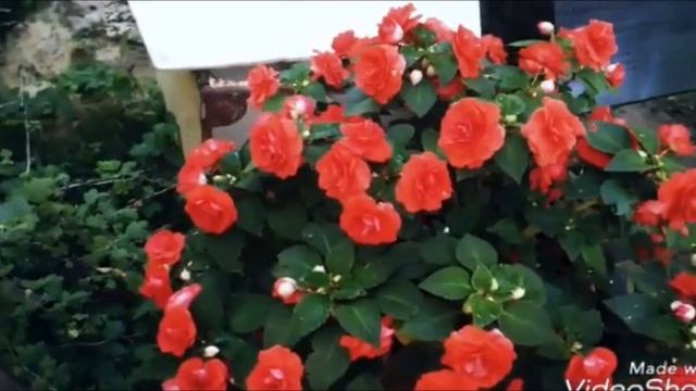 Цветы в саду Ванька мокрый