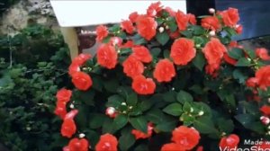 Цветы в саду Ванька мокрый